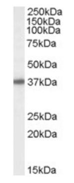 Goat anti-Bisphosphate 3'-nucleotidase Antibody