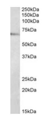 Goat anti-TRAF3IP2 Antibody