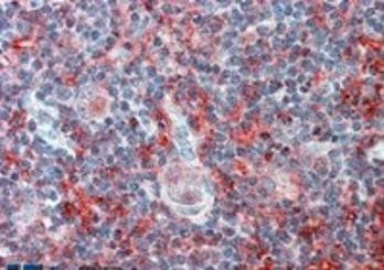 Goat anti-CADM4 (internal) Antibody