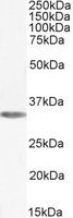 Goat anti-Adenosine A1 receptor Antibody