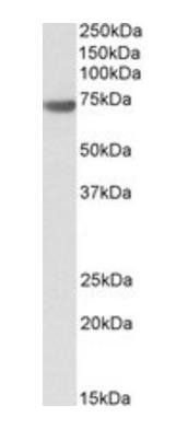 Goat anti-BAG3 Antibody