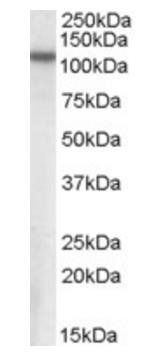 Goat anti-MP100 / NPEPPS Antibody