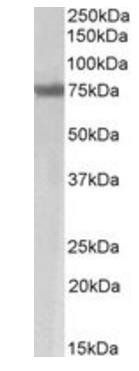 Goat anti-MARCH7 / Axotrophin Antibody