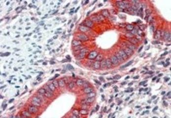 Goat anti-EPB41L2 / 4.1G (aa 347 to 357) Antibody