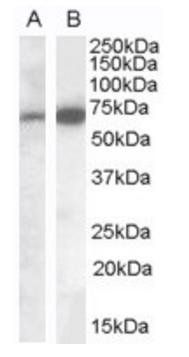 Goat anti-CADM4 (C Terminus) Antibody