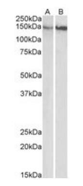 Goat anti-ITGB1 / CD29 Antibody