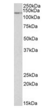Goat anti-MERTK Antibody
