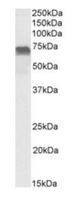 Goat anti-LMO6 Antibody