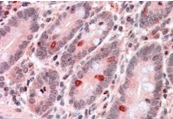 Goat anti-GNAT3 Antibody