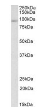 Goat anti-FYB Antibody
