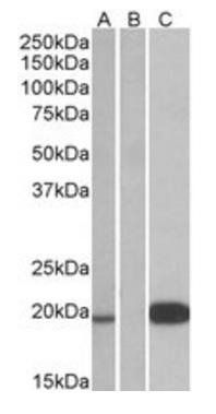 UCN3 antibody