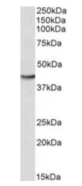 Goat anti-GOT2 Antibody