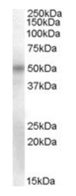 Goat anti-OCT6 Antibody