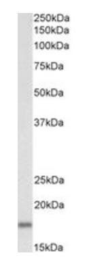 Goat anti-Pleiotrophin, Biotinylated Antibody