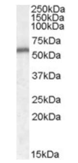 NTF5 antibody