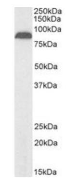 Goat anti-TRPV5, Biotinylated Antibody