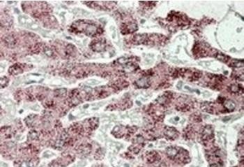 Goat anti-Sterol carrier protein 2 Antibody