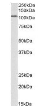 Goat anti-AOF2 / LSD1 Antibody