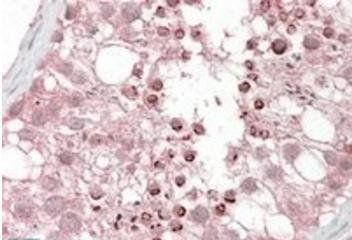 Goat anti-USP28 Antibody