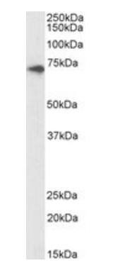 Goat anti-ABCD3, Biotinylated Antibody