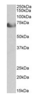 Goat anti-TCF4 Antibody