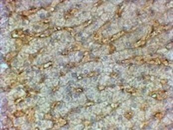 Goat anti-APOA1 Antibody