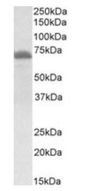 ITK antibody