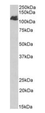 Goat anti-BMPR2 Antibody