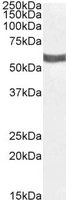 P2RX4 antibody