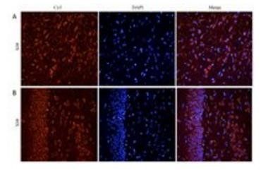 Goat anti-CHRNA7 Antibody
