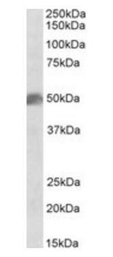 Goat anti-SOX10 Antibody