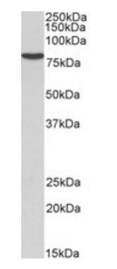 Goat anti-RPS6KA2 Antibody