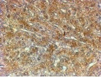 Goat anti-ATG4A Antibody