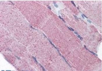 Goat anti-PCSK6 Antibody