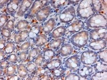 Goat anti-apolipoprotein A-IV (mouse) Antibody