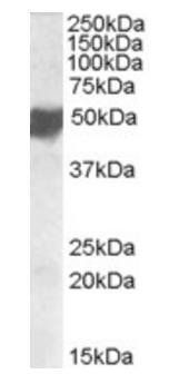 ASAM antibody