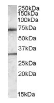 LIPG antibody