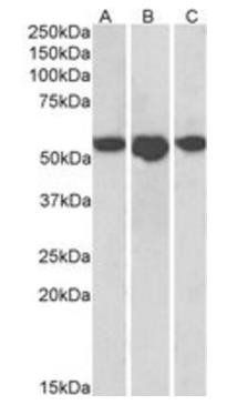 Goat anti-ENT1 Antibody
