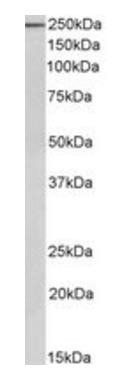 Goat anti-MYH9 Antibody
