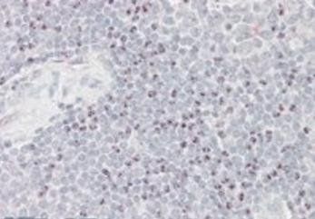 Goat anti-BAT3 / BAG6 Antibody