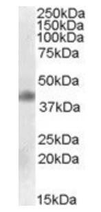 Goat anti-MEIS1 Antibody