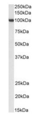 Goat anti-Sp1(mouse) Antibody