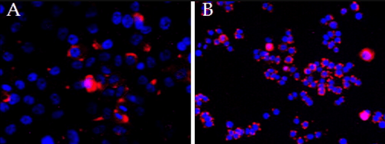 Goat anti-CEP290 Antibody