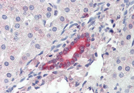 Goat anti-ROR1 Antibody