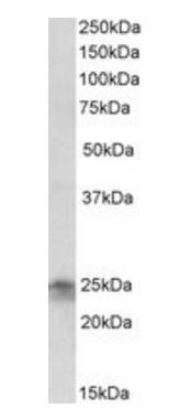 Goat anti-FGF8 Antibody