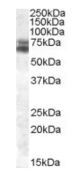 Goat anti-BMAL1 / ARNTL Antibody