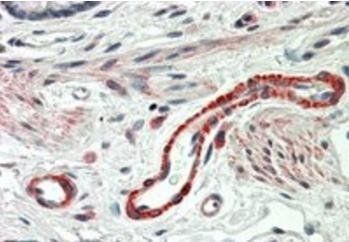 Goat anti-THBS3 Antibody