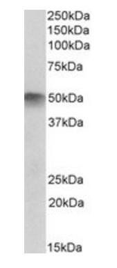 Goat anti-ATG4C Antibody