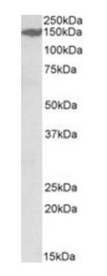 Goat anti-MAST3 Antibody