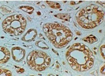 Goat anti-FZD4 Antibody